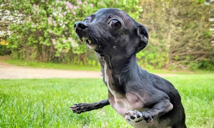 Chihuahua With Birth Defect and Permanently Broken Legs Had No Hope–Until New Owner Adopts Her