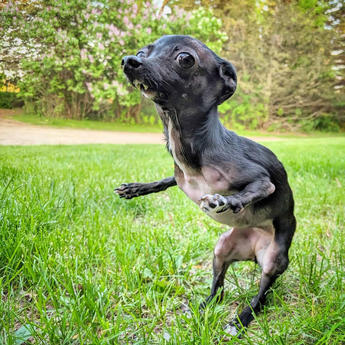 A gawky dog with a birth defect and two permanently broken legs that was abandoned is now living a happy life thanks to her loving new owner. (Caters News)