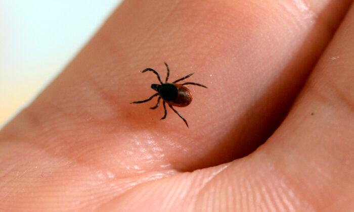 Tick-Bite Disease With Symptoms Similar to COVID-19 on Rise in New York State