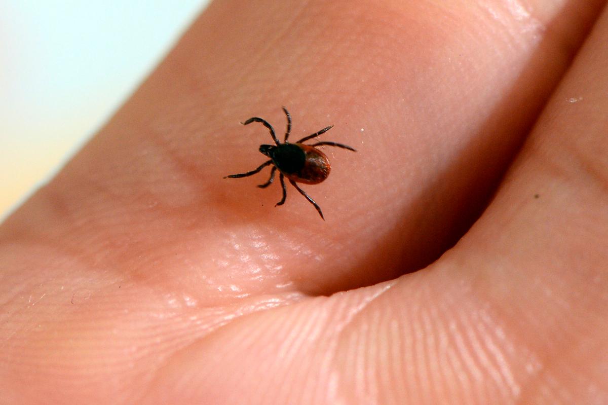 Lyme Disease Infections Have More Than Tripled in Rural America Since 2007: Health Insurance Analysts