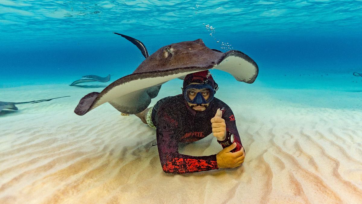 Jean-Louis Lebreux gives a thumbs up as the stingray hovers over him and prepares to drop down to the sand and envelope him like a tent. (Caters News)
