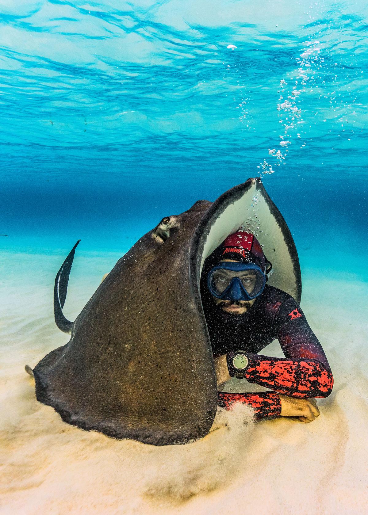 The stingray drops its wings down to the sand and envelopes Lebreux like a tent. (Caters News)