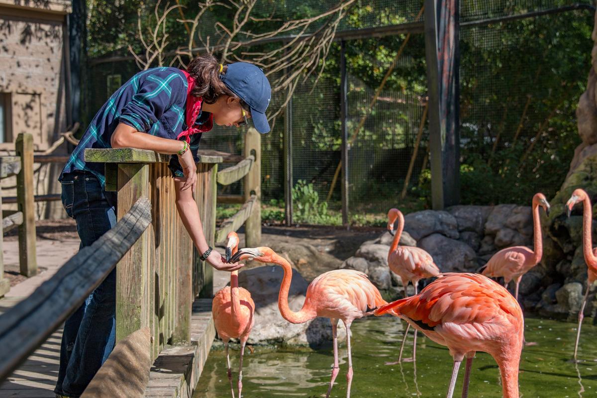 You can hand-feed the flamingos. (Courtesy of Sylvan Heights Bird Park)