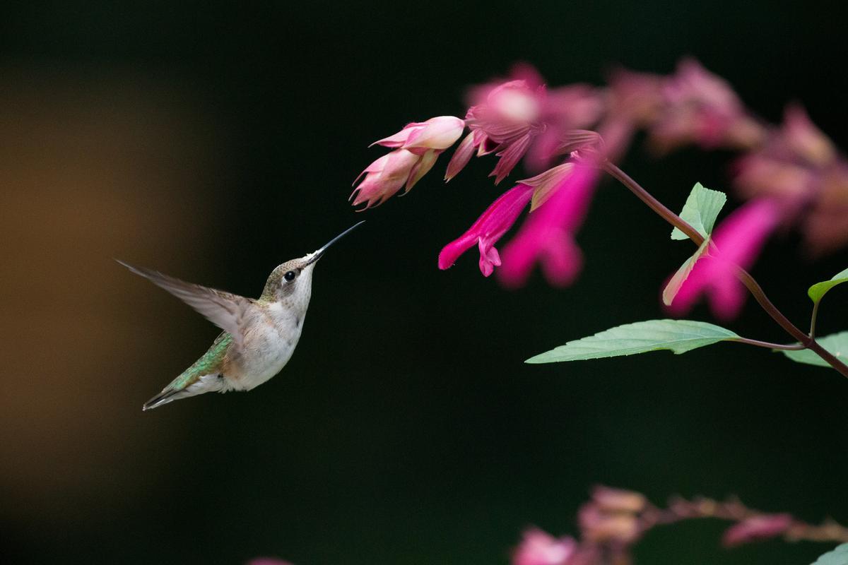 Ruby-throated hummingbird. (Courtesy of Sylvan Heights Bird Park)