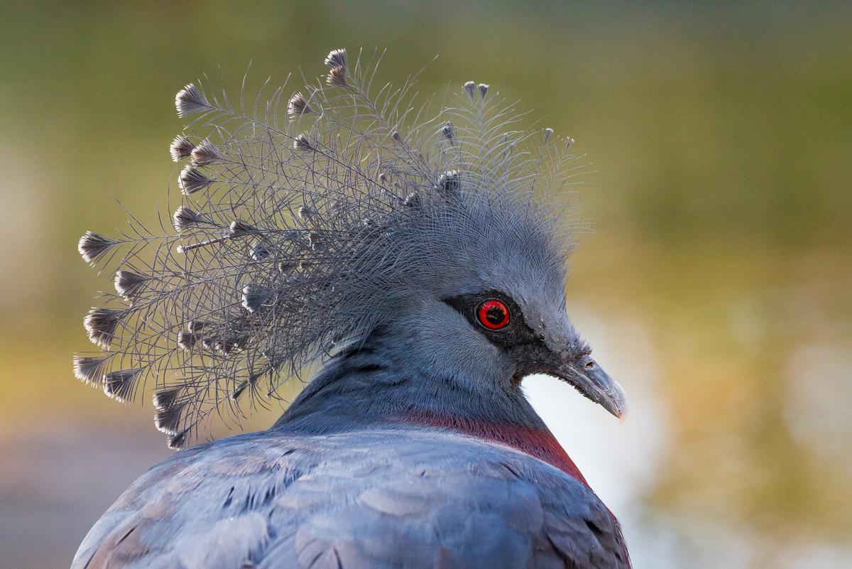 Victoria crowned pigeon. (Courtesy of Sylvan Heights Bird Park)