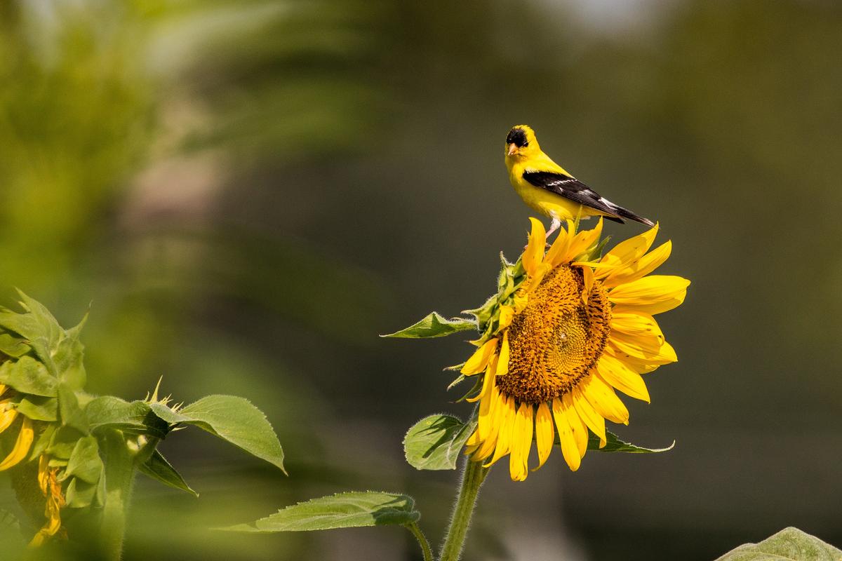 American goldfinch. (Courtesy of Sylvan Heights Bird Park)