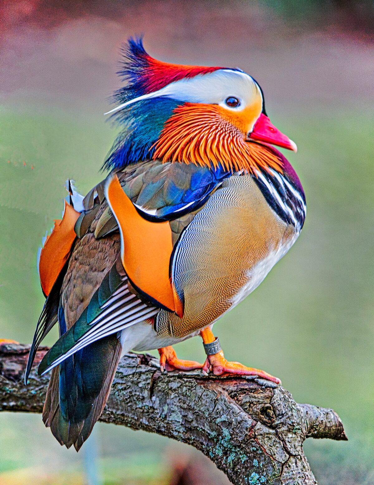 The mandarin duck, found in East Asia, is closely related to the North American wood duck. (Copyright Fred J. Eckert)