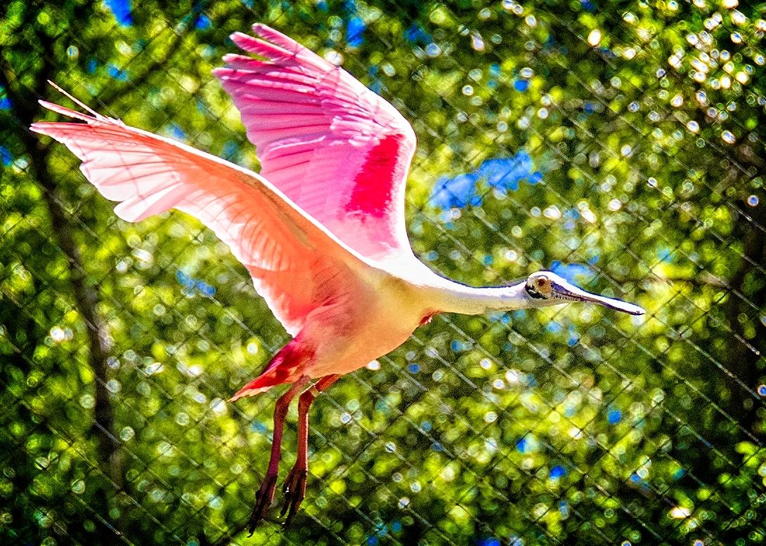 Because each sector is extra-large and features a large open area and exceptionally high nets, you can witness birds such as this roseate spoonbill in flight. (Copyright Fred J. Eckert)