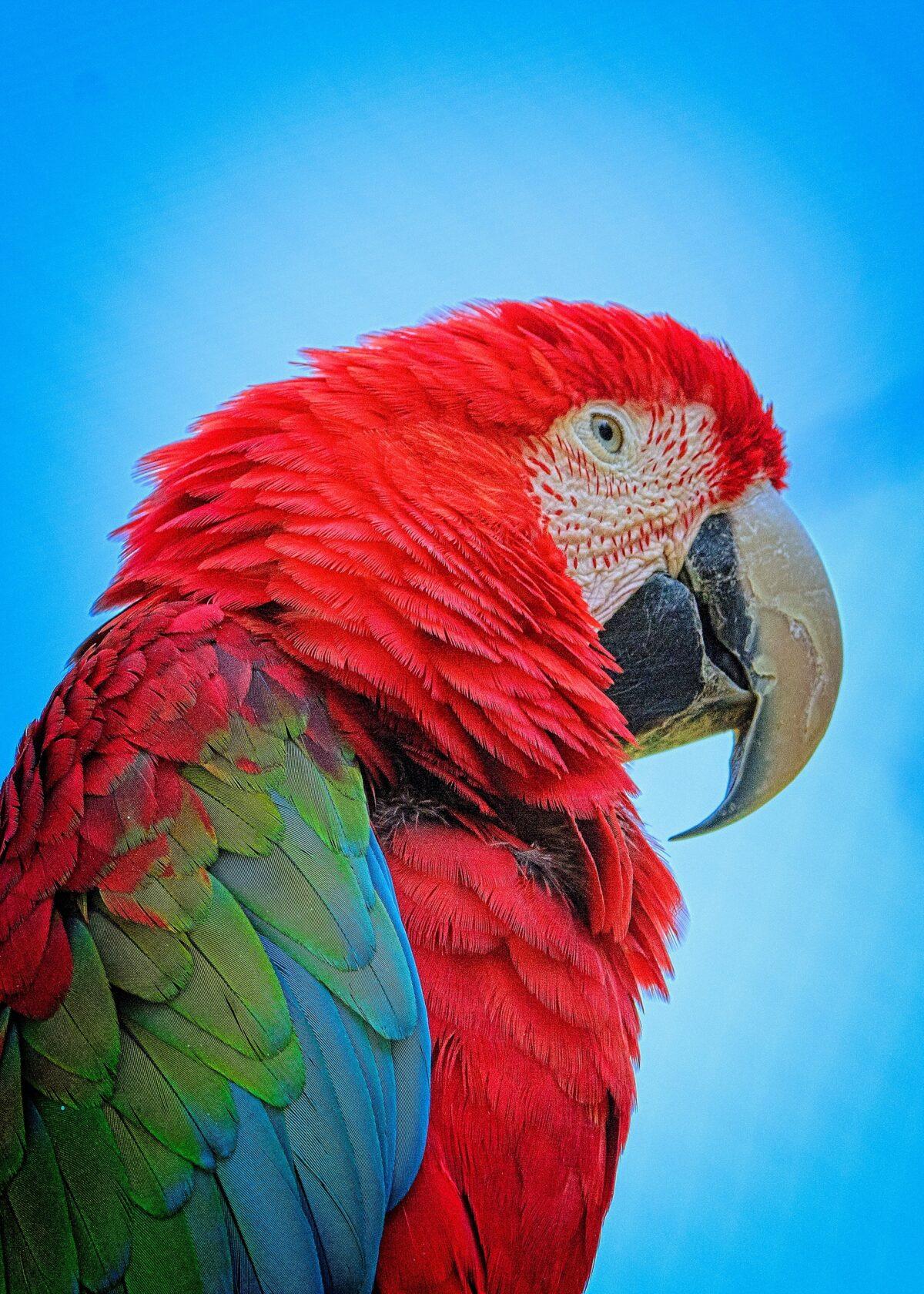 One of the largest and most colorful of all macaws, the scarlet macaw is the national bird of Honduras. (Copyright Fred J. Eckert)