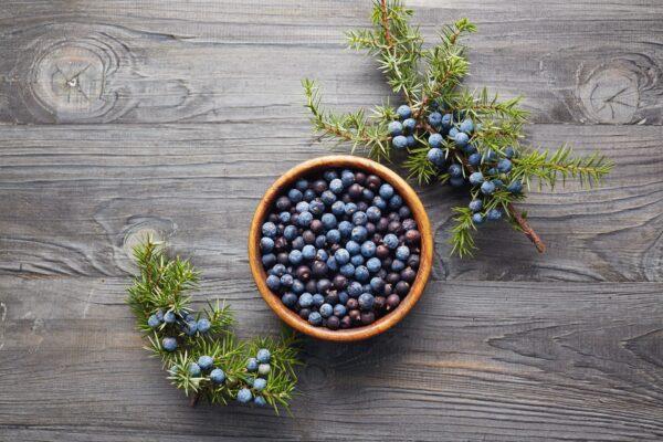 Juniper berries, gin's defining botanical. (Melica/Shutterstock)