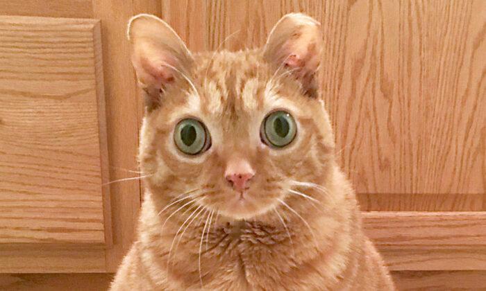 Cat With Googly Eyes That Has a Permanently Startled Look Is Instagram Famous