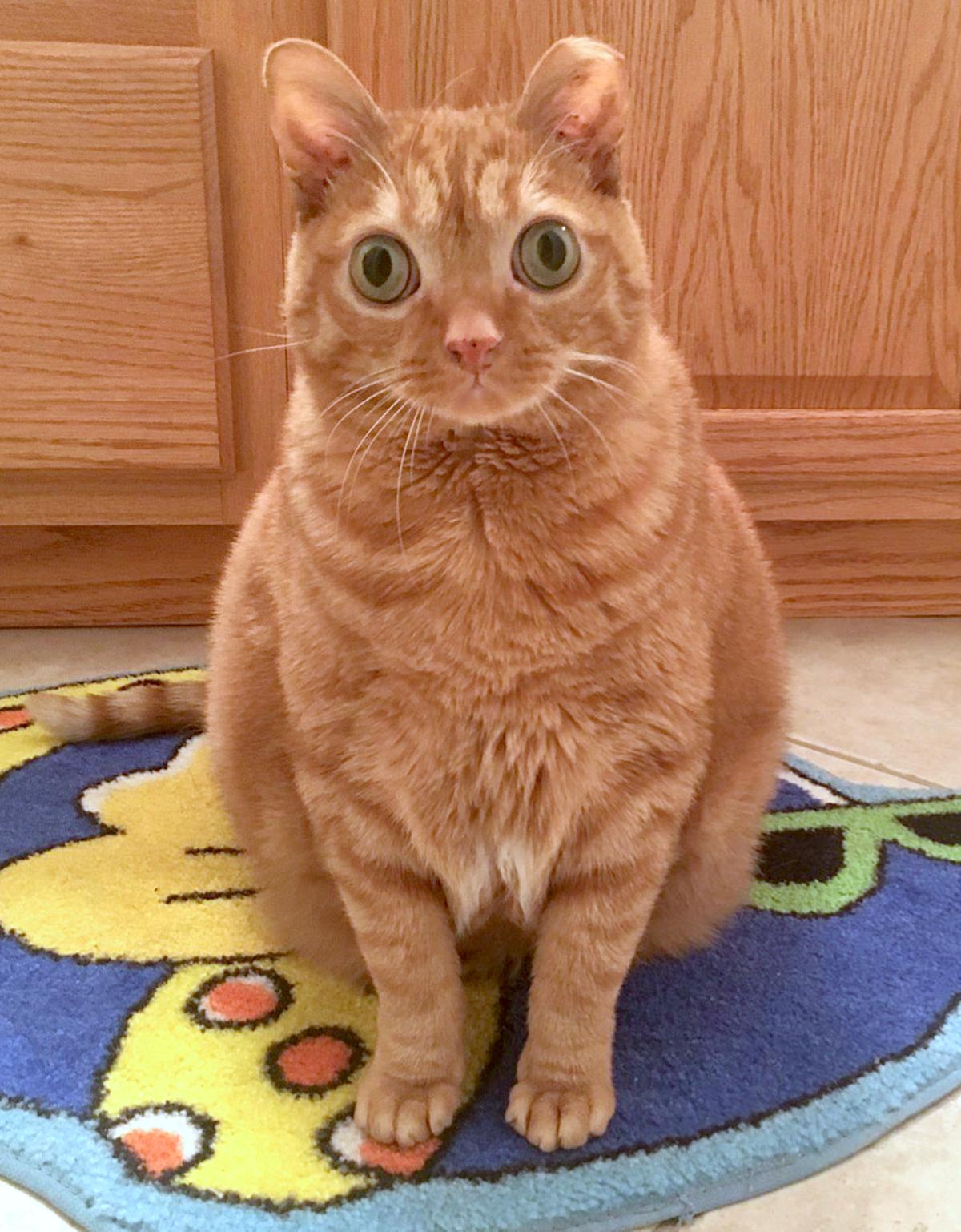 A 5-year-old cat has become an Instagram star for his bulging eyes. (Caters News)