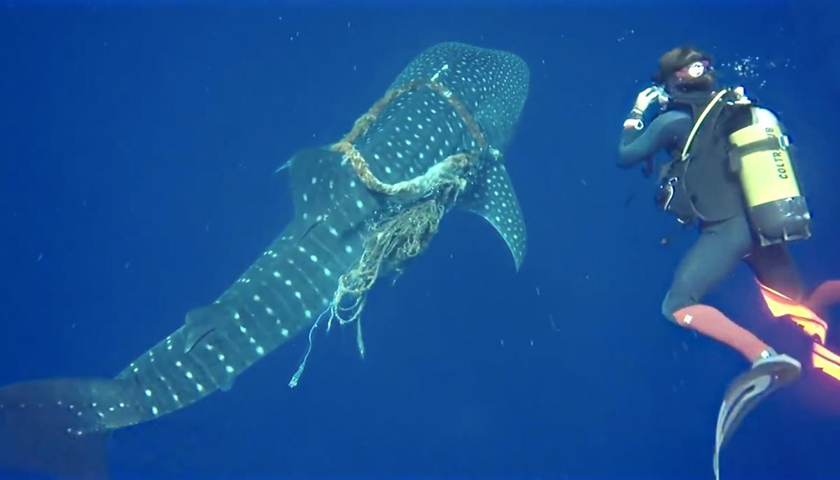 Ocean Divers Cut Free Whale Shark With Rope Around Its Neck–Then Shark ‘Thanks’ Them