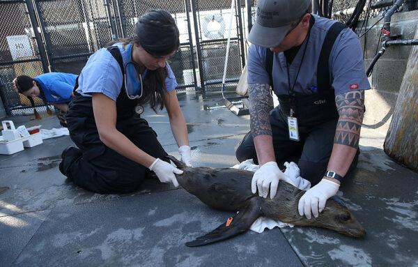 Veterinary resident Alexandra Goe (L) and veterinarian technician intern Ben Calvert (R) examine a sick and malnourished sea lion pup at the Marine Mammal Center in Sausalito, Calif., on March 18, 2015. (Photo by Justin Sullivan/Getty Images)
