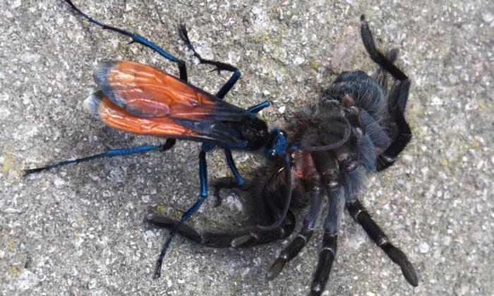 Tarantula Hawk Wasp Has the 2nd Most Painful Bug Sting in the World–but Tarantulas Get It Worse