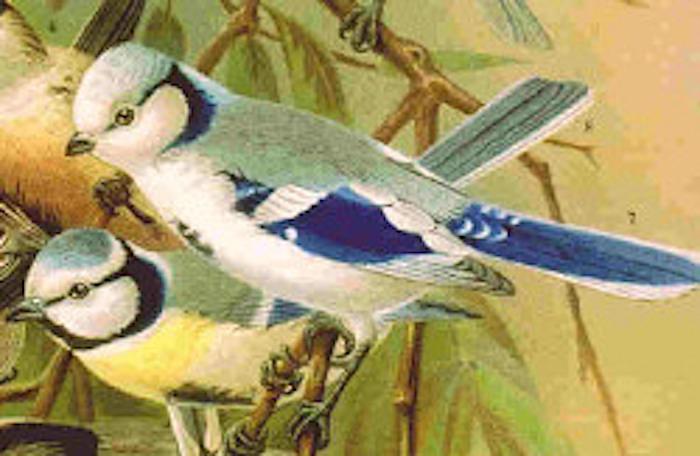 Illustration of an azure tit from the book "Naumann, Natural history of the birds of central Europe," published in 1905, revised by G. Berg et al., edited by Carl R. Hennicke. (Public Domain)
