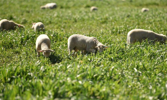 Court Bid to Stop Export of WA Sheep Fails