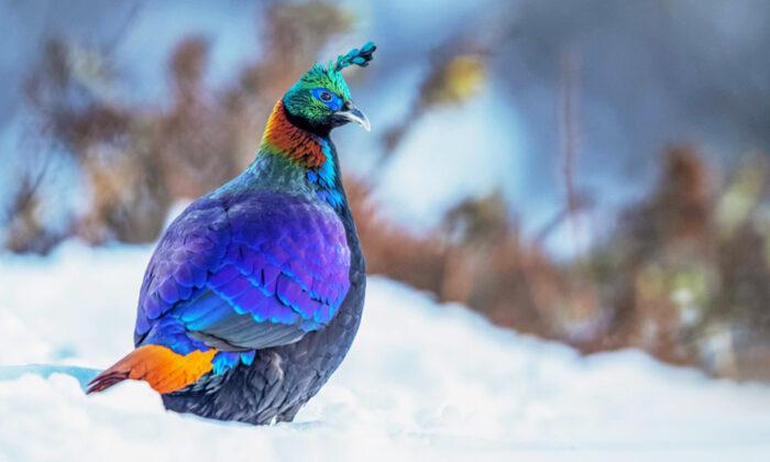 Meet the Himalayan Monal, These Mountain Pheasants Display a Striking Multicolored Plumage