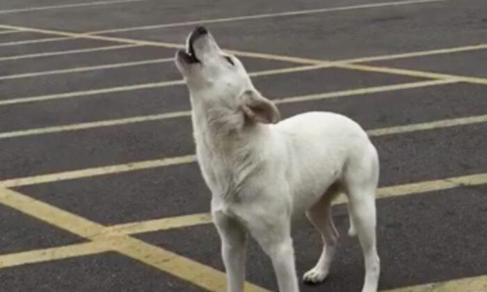 Abandoned Dog Howls for Nine Days Waiting for Her Owner Before Finding Forever Home