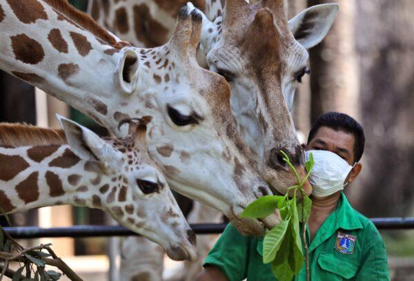 A keeper wearing protective face mask feeds giraffes at Ragunan Zoo prior to its reopening this weekend after weeks of closure due to the large-scale restrictions imposed to help curb the CCP virus outbreak, in Jakarta, Indonesia, on June 17, 2020. (Dita Alangkara/AP Photo)