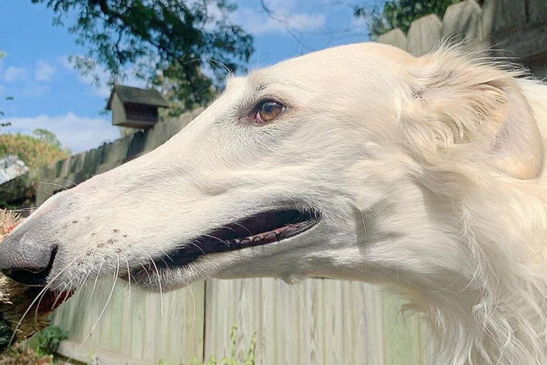 2-Year-Old Dog Has an Incredible 12.2-Inch Nose Believed to Be the World’s Longest