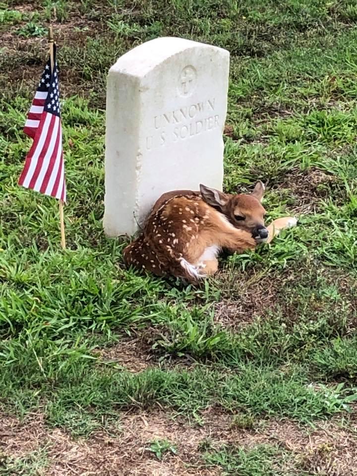 A fawn curled up beside an unknown U.S. soldier's headstone at Andersonville National Cemetery. (National Park Service photo, taken at <a href="https://www.nps.gov/ande/index.htm">Andersonville National Historic Site</a>)