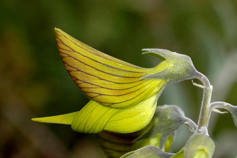 Crotalaria cunninghamii is commonly known as "green birdflower" as its flowers resemble a bird that is attached by its "beak" (the calyx) to the stem. (Courtesy of <a href="https://www.bgpa.wa.gov.au/about-us/information/our-plants/plant-of-the-month/2617-march-2019">Dave Blumer</a>/Botanic Gardens and Parks Authority)