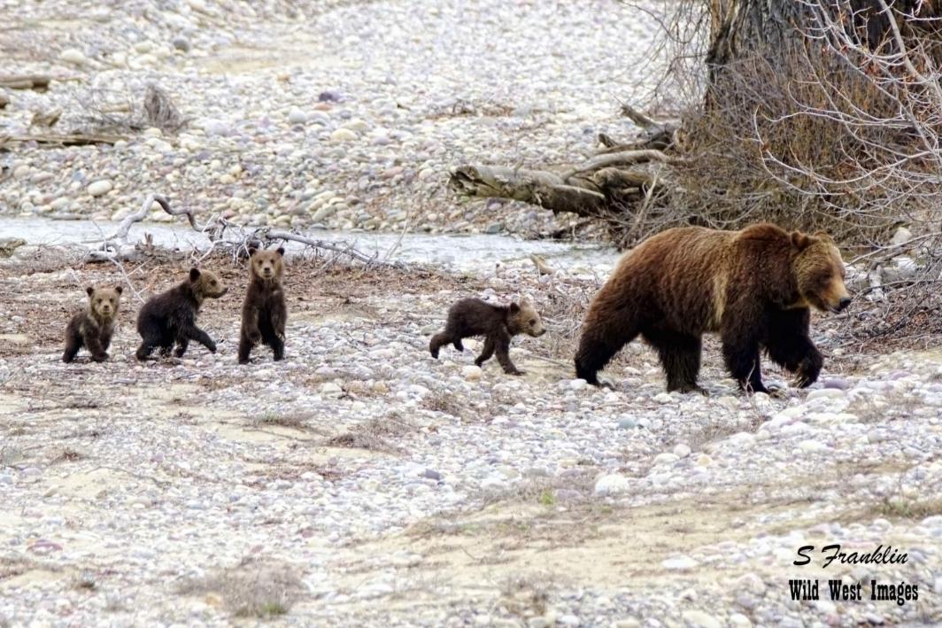 The first few moments when Grizzly 399 was spotted this year along with her quadruplet cubs. (Courtesy of <a href="https://www.wild-west-images.com/">Steve Franklin</a>)