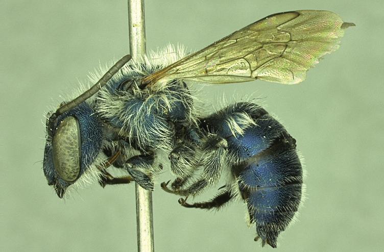 Osmia calaminthae, male paratype, lateral habitus (<a href="https://commons.wikimedia.org/wiki/File:Osmia_calaminthae,_male_paratype_(lateral).jpg">Molly G. Rightmyer, Mark Deyrup, John S. Ascher, Terry Griswold</a>/CC BY 3.0)