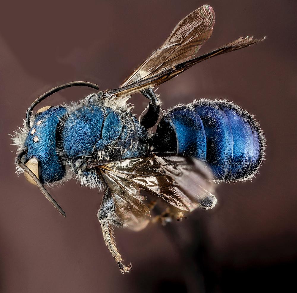 (<a href="https://commons.wikimedia.org/wiki/File:Osmia_chalybea,_M,_back,_Georgia,_Camden_County_2013-01-10-14.56.04_ZS_PMax_(8398460270).jpg">USGS Native Bee Inventory and Monitoring Laboratory</a>/CC BY 2.0)