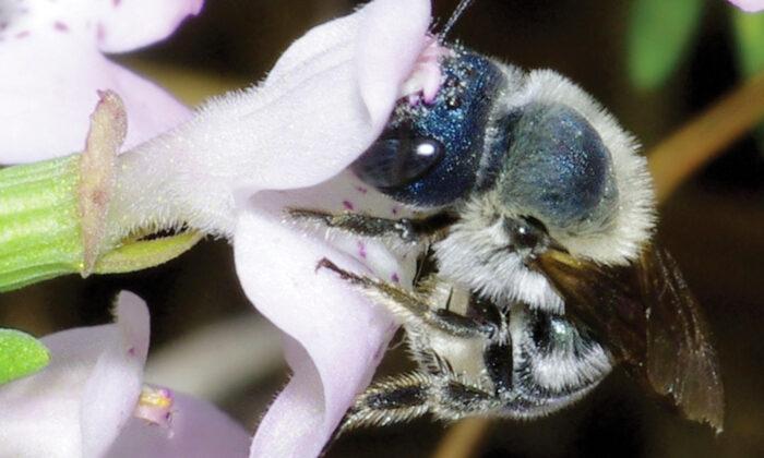 Researchers Rediscover Ultra-Rare BLUE Bee, Long Thought to Be Lost, in Florida