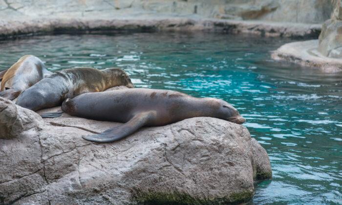 Marine Zoo Forced to Close Says It May Have to Euthanize Hundreds of Animals If Not Rehomed