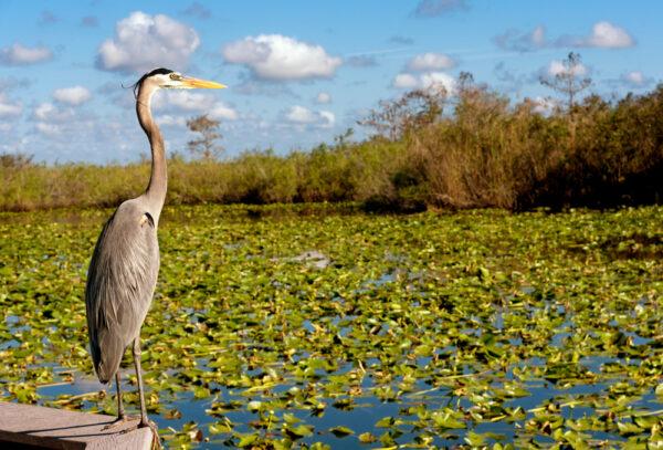 A heron in the Everglades. (Rosanne de Vries/Shutterstock)