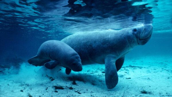 Manatees in Crystal River. (Shutterstock)