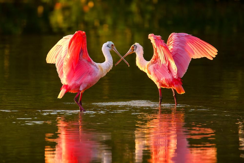 A pair of roseate spoonbills in the Everglades. (Shutterstock)