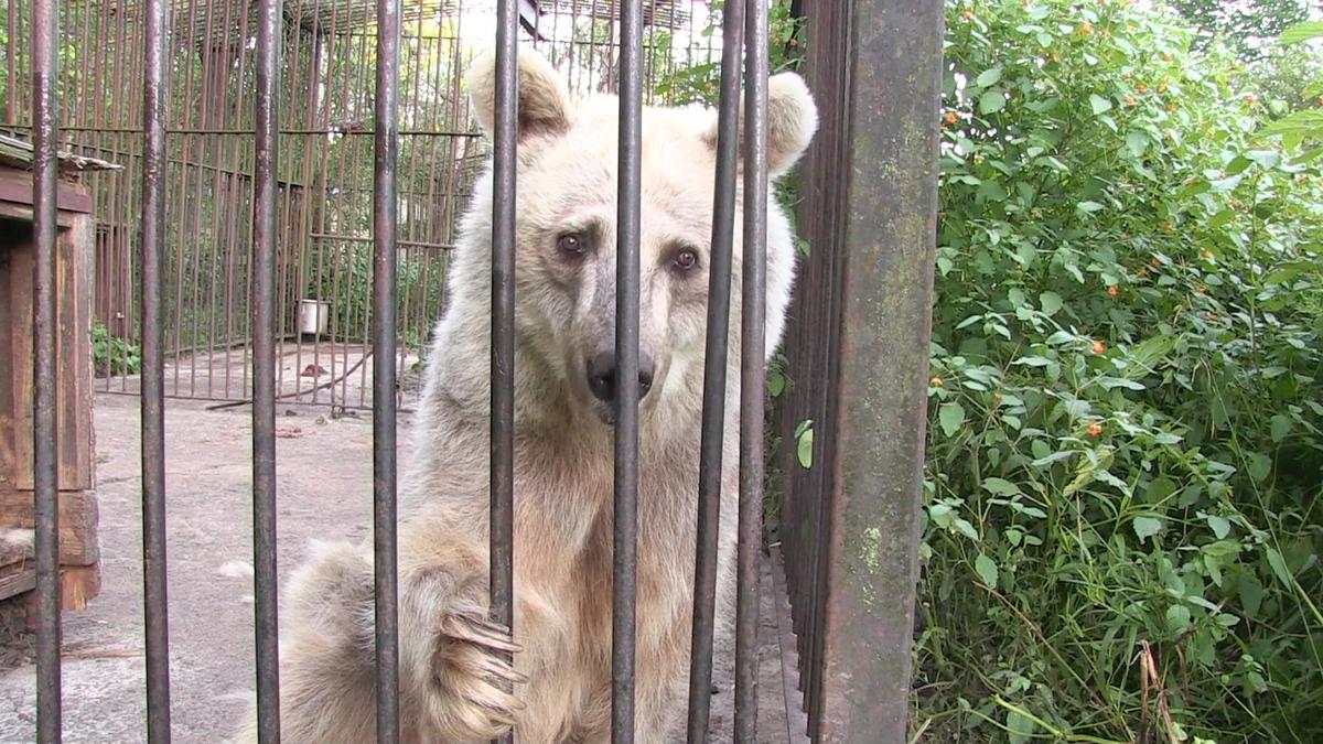 Fifi pictured in her tiny rusted cage at the Big Bear Farm Park Zoo in Honesdale, Pennsylvania (Courtesy of <a href="https://www.peta.org/">PETA</a>)