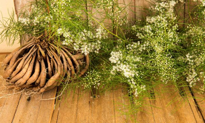 Shatavari: An Important Ayurvedic Herb
