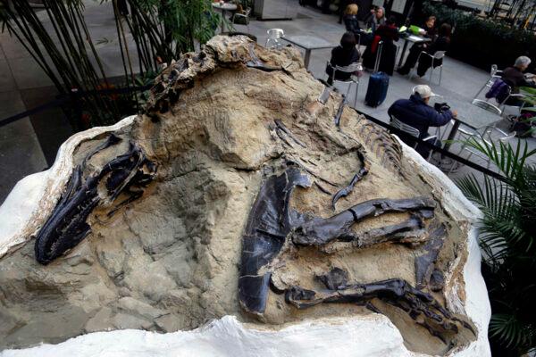 One of two "dueling dinosaurs" fossils is displayed in New York City, filed on Nov. 14, 2013. (Seth Weinig/AP)