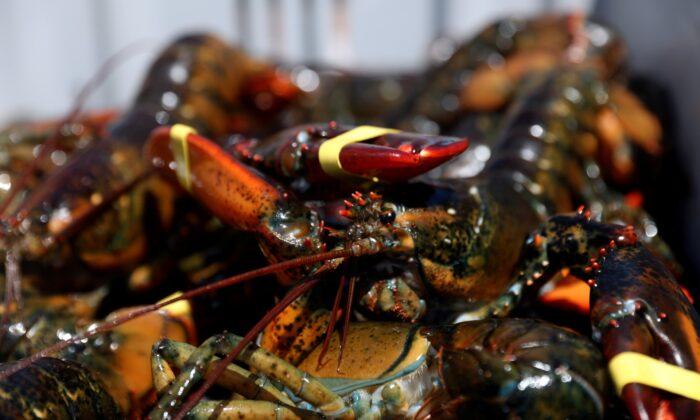 US Moves to Protect Lobster Industry, Threatens Tariffs on China