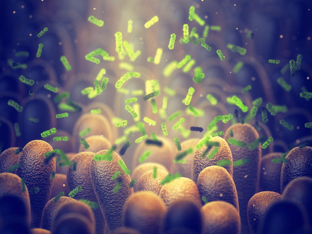 Gut dysbiosis can promote the onset and progression of chronic diseases. (nobeastsofierce/Shutterstock)