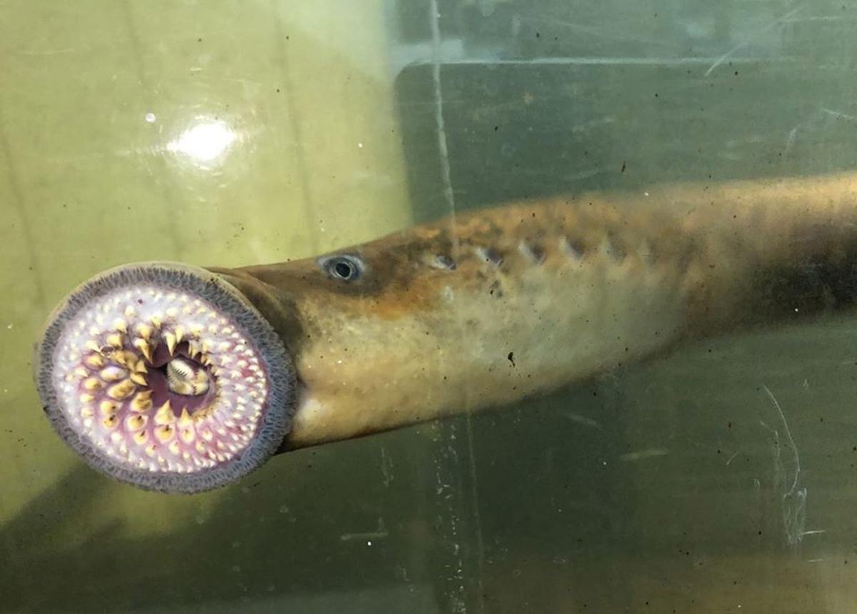 The sea lamprey, colloquially referred to as the "vampire fish." (Courtesy of Vermont Fish & Wildlife)