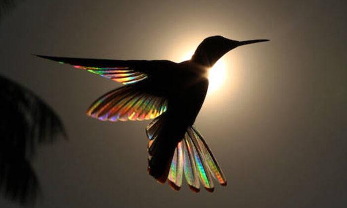 Photographer Captures Incredible Images of Hummingbird’s Wings Gleaming Like Rainbows