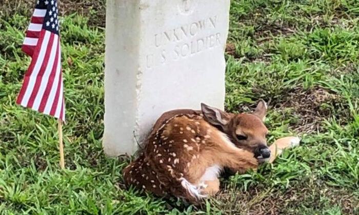 Tiny Fawn Spotted ‘Cozying Up’ Next to the Headstone of Unknown US Soldier at a Cemetery
