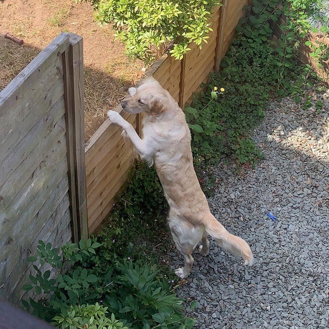 Lola looking for Loki over the fence. (Courtesy of <a href="https://www.facebook.com/ambermmonte">Amber Marie Monte</a>)