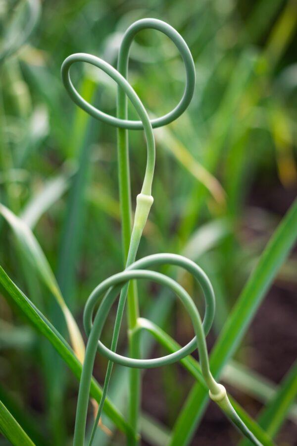 Curly, pointed garlic scapes start to emerge from the center of the plant around the summer solstice. (Encierro/Shutterstock)