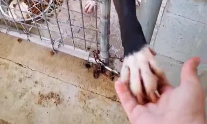 Shelter Dog That Held Hands With Anyone Passing By His Kennel Is Now Adopted