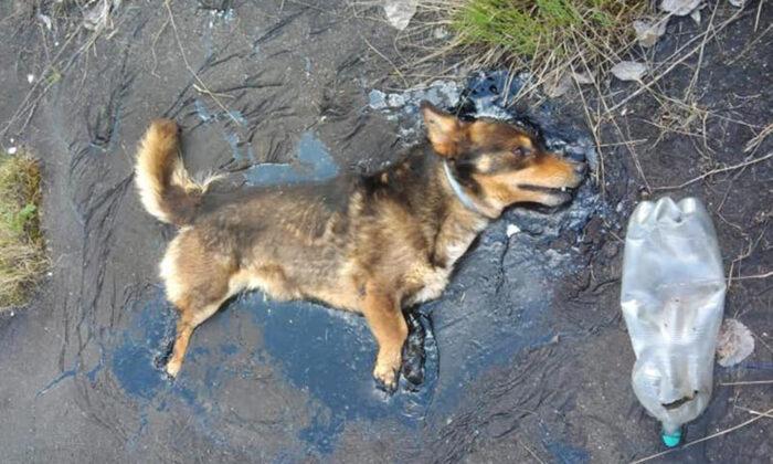 Construction Workers Hear Dog’s Cries for Help, Find Him Embedded in Solid Tar Pool
