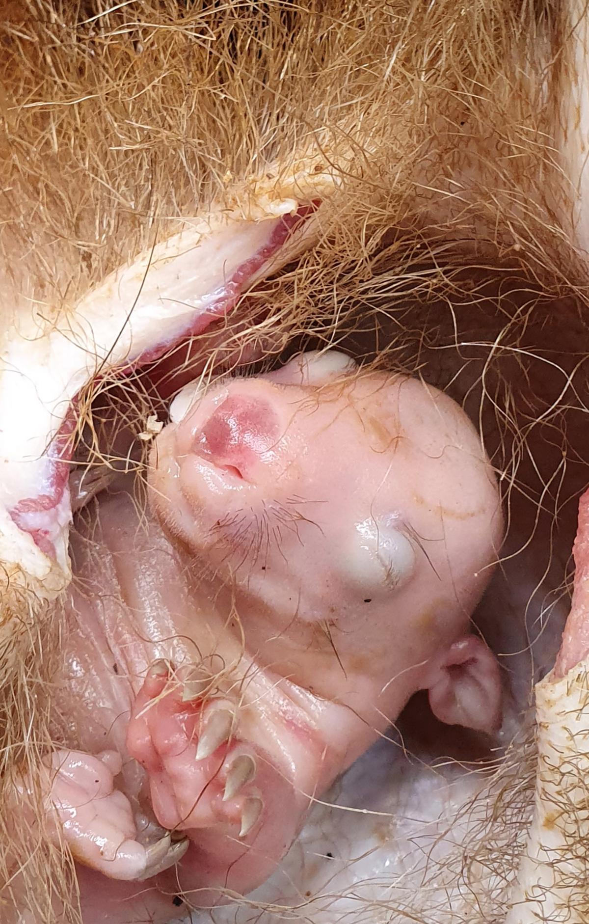 The baby wombat trapped in the mother's pouch. (Caters News)