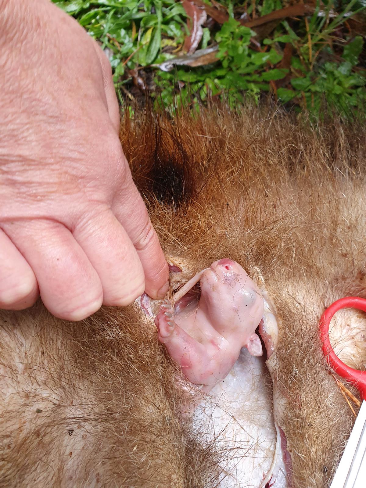 The mother wombat's pouch was cut open. (Caters News)