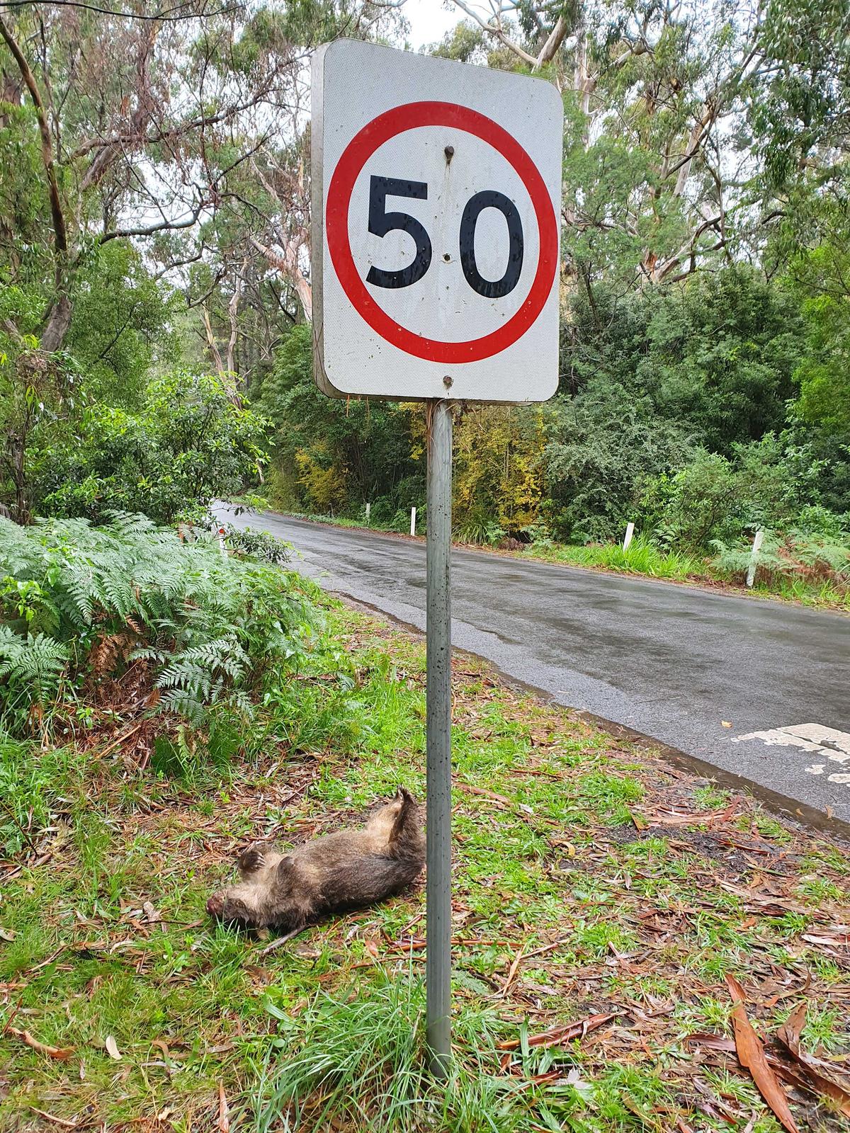 A dead mother wombat. (Caters News)